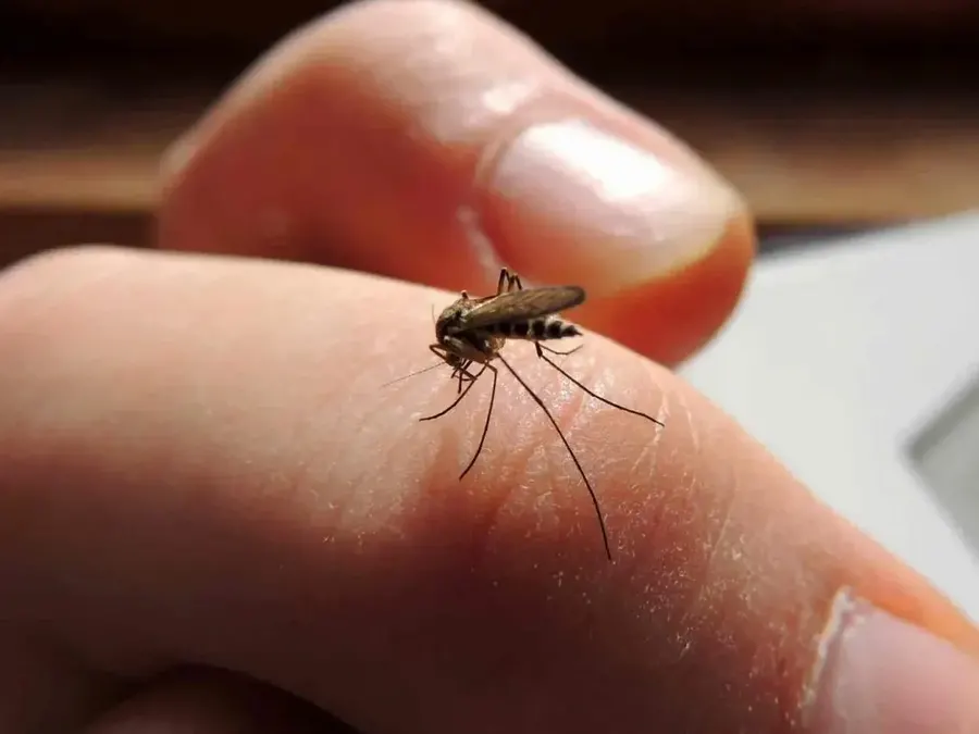Se registraron más de 50 mil casos de Dengue en una semana