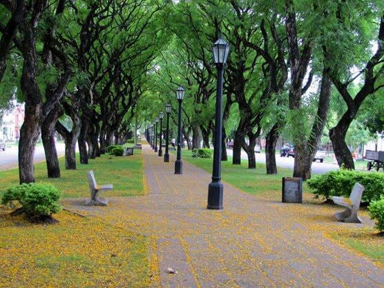 Olavarría: Desarrollo Agrario presentó un plan de forestación y gestión de arbolado público