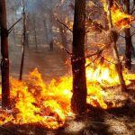 Los bomberos voluntarios de Pinamar combaten incendio en los bosques de la localidad costera