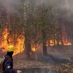 Lograron extinguir el incendio de Parque Pereyra